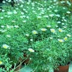 Krizantem Seviyor Sevmiyor Papatyası - Marguerite Daisy Chrysanthemum