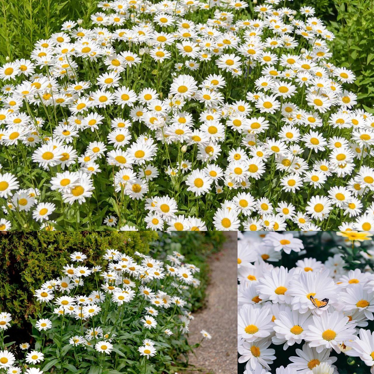 Krizantem Seviyor Sevmiyor Papatyası - Marguerite Daisy Chrysanthemum