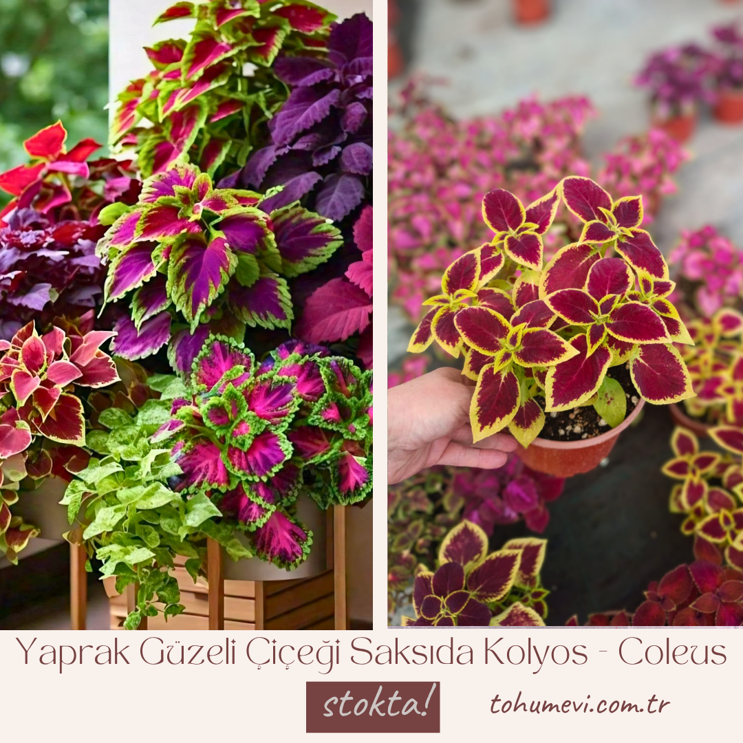 Yaprak Güzeli Çiçeği Saksıda Kolyos - Coleus