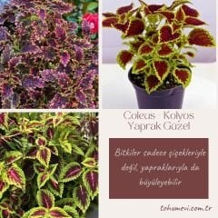Yaprak Güzeli Çiçeği Saksıda Kolyos - Coleus