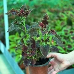 Yaprak Güzeli Çiçeği Saksıda Kolyos - Coleus