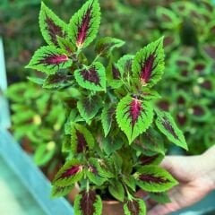 Yaprak Güzeli Çiçeği Saksıda Kolyos - Coleus