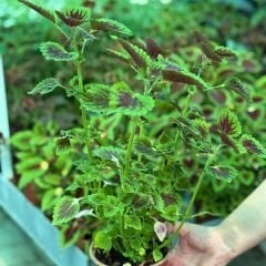 Yaprak Güzeli Çiçeği Saksıda Kolyos - Coleus