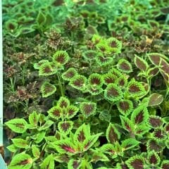 Yaprak Güzeli Çiçeği Saksıda Kolyos - Coleus