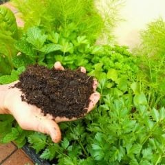 Genta Genel Kullanım Torfu 5 Lt / Humus Katkılı Organik Ürün / Kullanıma Hazır İç Ve Dış Mekana Uygun