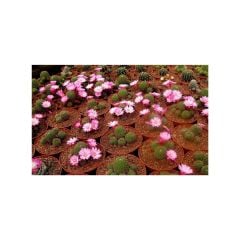 Genta Kaktüs ve Sukulent  Toprağı - Özel Karışımlı Organik Toprak 2,5 lt