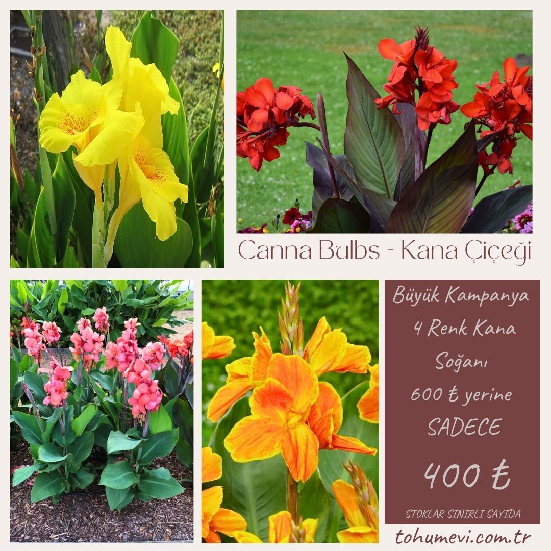 Kampanya 4 Renk Canna Bulbs - Kana Çiçeği Soğanı