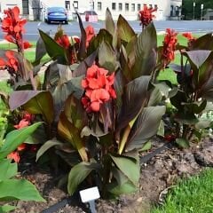 Kampanya 4 Renk Canna Bulbs - Kana Çiçeği Soğanı