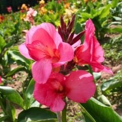 Kampanya 4 Renk Canna Bulbs - Kana Çiçeği Soğanı