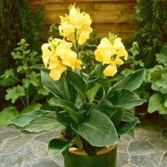 Kampanya 4 Renk Canna Bulbs - Kana Çiçeği Soğanı