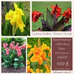 Kampanya 4 Renk Canna Bulbs - Kana Çiçeği Soğanı
