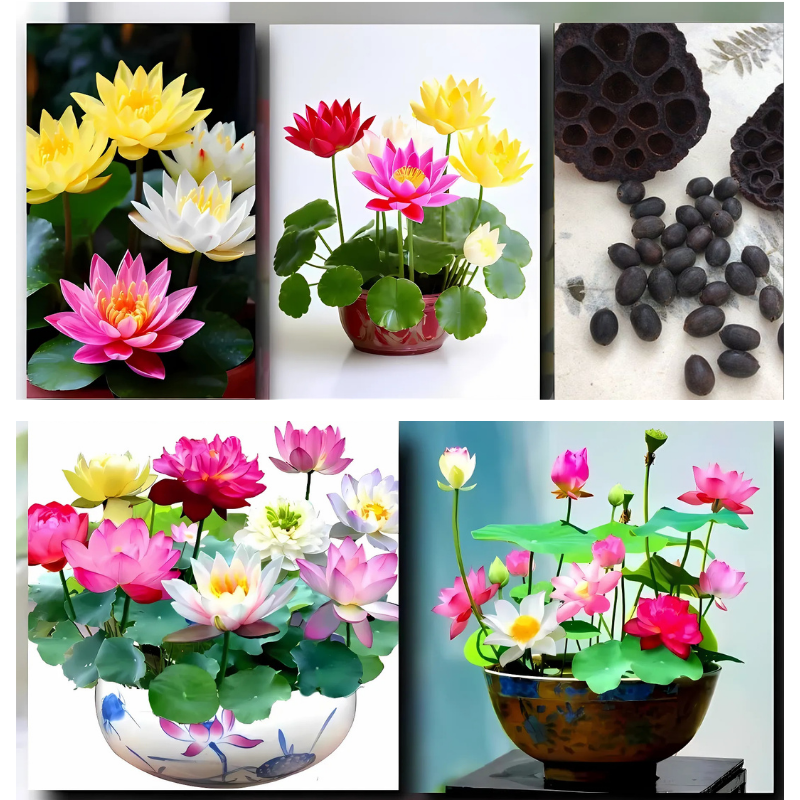 Lotus Çiçeği Tohumu - Kutsal Lotus - Nelumbo nucifera (5 adet )