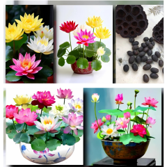 Lotus Çiçeği Tohumu - Kutsal Lotus - Nelumbo nucifera (5 adet )