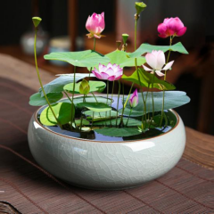 Lotus Çiçeği Tohumu - Kutsal Lotus - Nelumbo nucifera (5 adet )