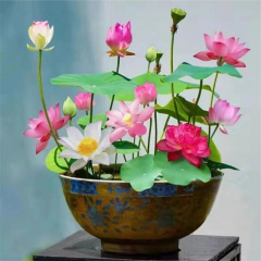 Lotus Çiçeği Tohumu - Kutsal Lotus - Nelumbo nucifera (5 adet )