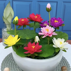 Lotus Çiçeği Tohumu - Kutsal Lotus - Nelumbo nucifera (5 adet )