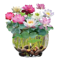 Lotus Çiçeği Tohumu - Kutsal Lotus - Nelumbo nucifera (5 adet )