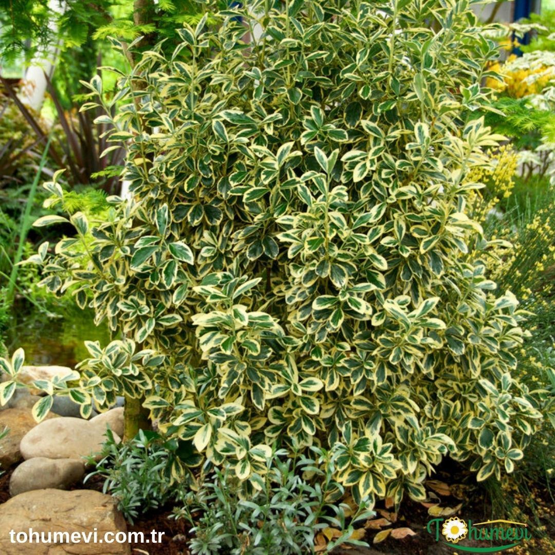 Bravo Taflan Fidanı– Euonymus Japonicus ‘Bravo’