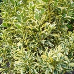 Bravo Taflan Fidanı– Euonymus Japonicus ‘Bravo’