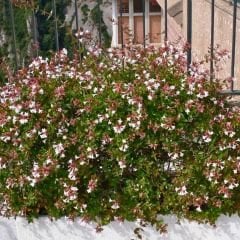 Muhteşem Fidan Kampanyası - Mor Salkım - Abelia - Altın Çanağı- 3 Farklı Çeşit Birarada