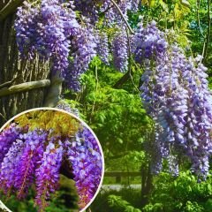 Muhteşem Fidan Kampanyası - Mor Salkım - Abelia - Altın Çanağı- 3 Farklı Çeşit Birarada