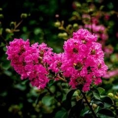Oya Ağacı Fidanı Fuşya – LAGERSTROEMIA INDICA FUSHİA
