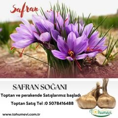 Safran Soğanı 1 kg - Crocus Sativus