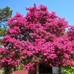 Oya Ağacı Fidanı Fuşya – LAGERSTROEMIA INDICA FUSHİA