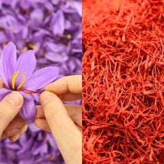 Safran Soğanı 1 kg - Crocus Sativus