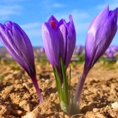 Safran Soğanı 1 kg - Crocus Sativus