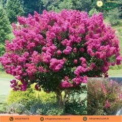 Oya Ağacı Fidanı Fuşya – LAGERSTROEMIA INDICA FUSHİA