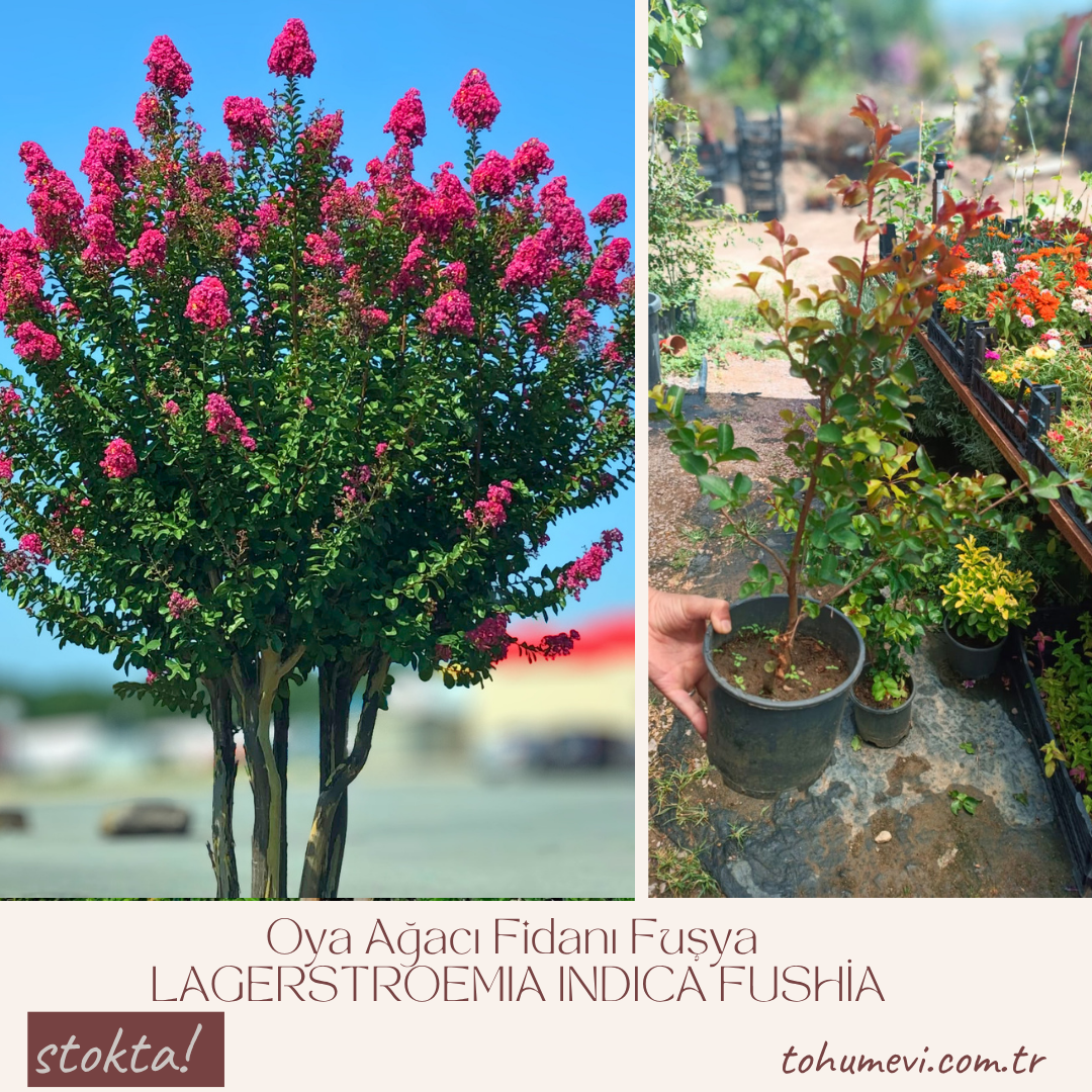 Oya Ağacı Fidanı Fuşya – LAGERSTROEMIA INDICA FUSHİA