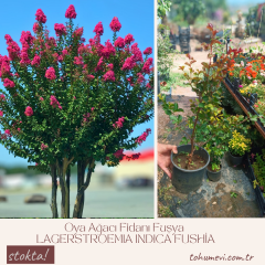Oya Ağacı Fidanı Fuşya – LAGERSTROEMIA INDICA FUSHİA
