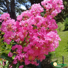 Oya Ağacı Fidanı Fuşya – LAGERSTROEMIA INDICA FUSHİA