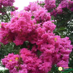Oya Ağacı Fidanı Fuşya – LAGERSTROEMIA INDICA FUSHİA