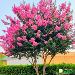 Oya Ağacı Fidanı Fuşya – LAGERSTROEMIA INDICA FUSHİA