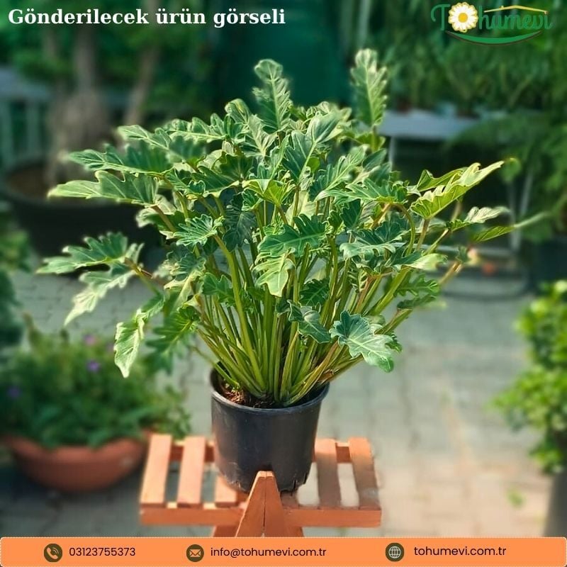 Philodendron Xanadu - Kesik Yapraklı Filodendron Q21