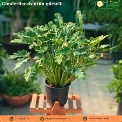 Philodendron Xanadu - Kesik Yapraklı Filodendron Q21