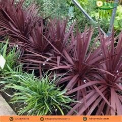 Cordyline Red Star - Kırmızı Kordilin Q21