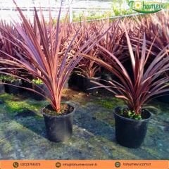 Cordyline Red Star - Kırmızı Kordilin Q21