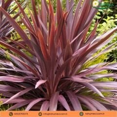 Cordyline Red Star - Kırmızı Kordilin Q21
