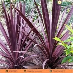 Cordyline Red Star - Kırmızı Kordilin Q21