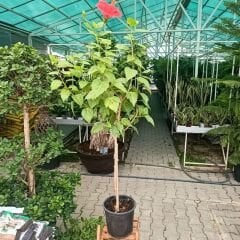 Japon Gülü Çiçeği - Hibiscus