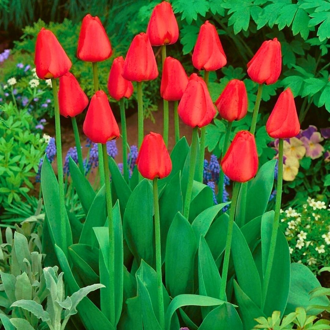 Apeldorn Lale Soğanı - Tulipa