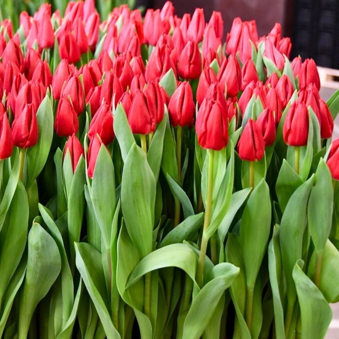 Curry Lale Soğanı Tulipa