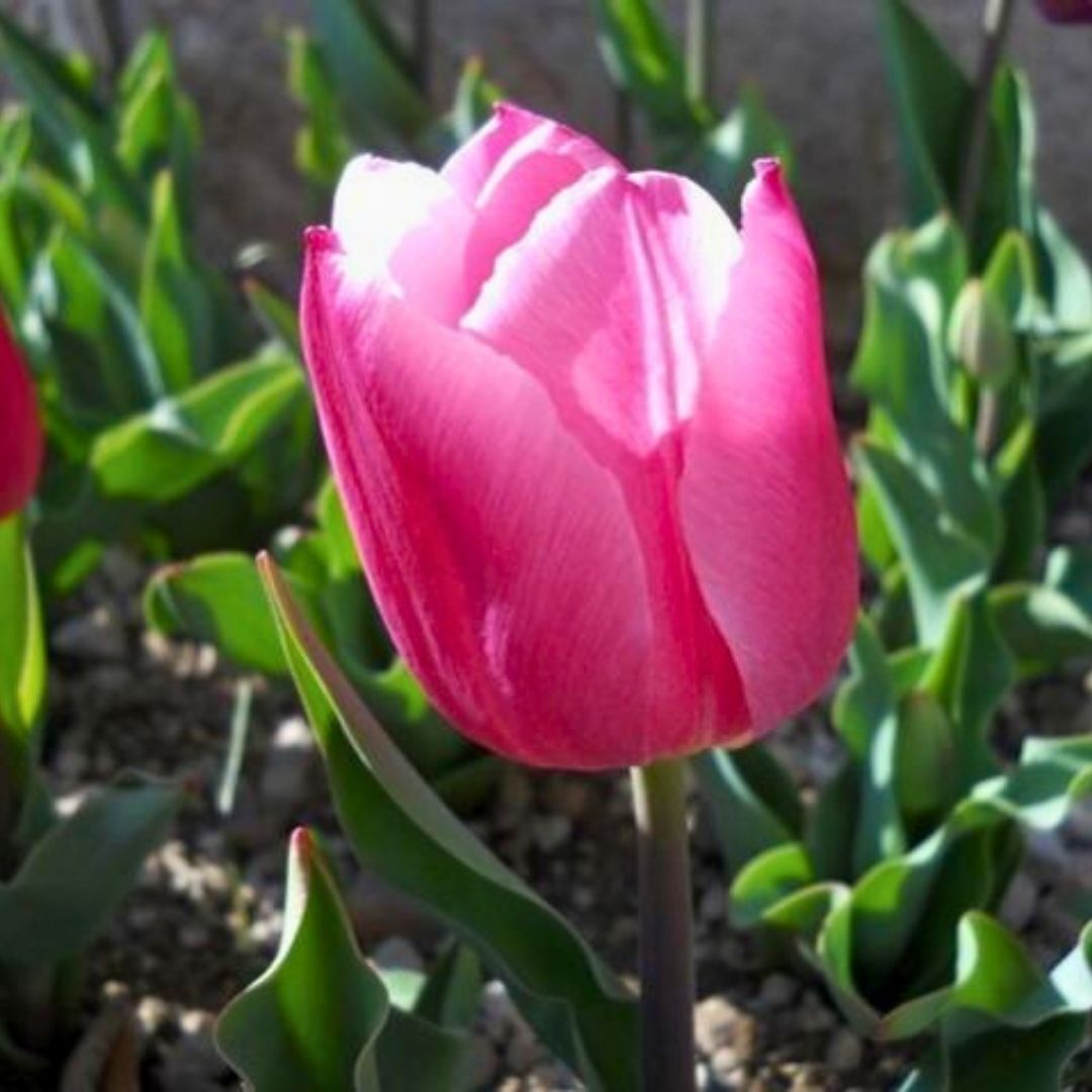 Debu Pink Lale Soğanı Tulipa
