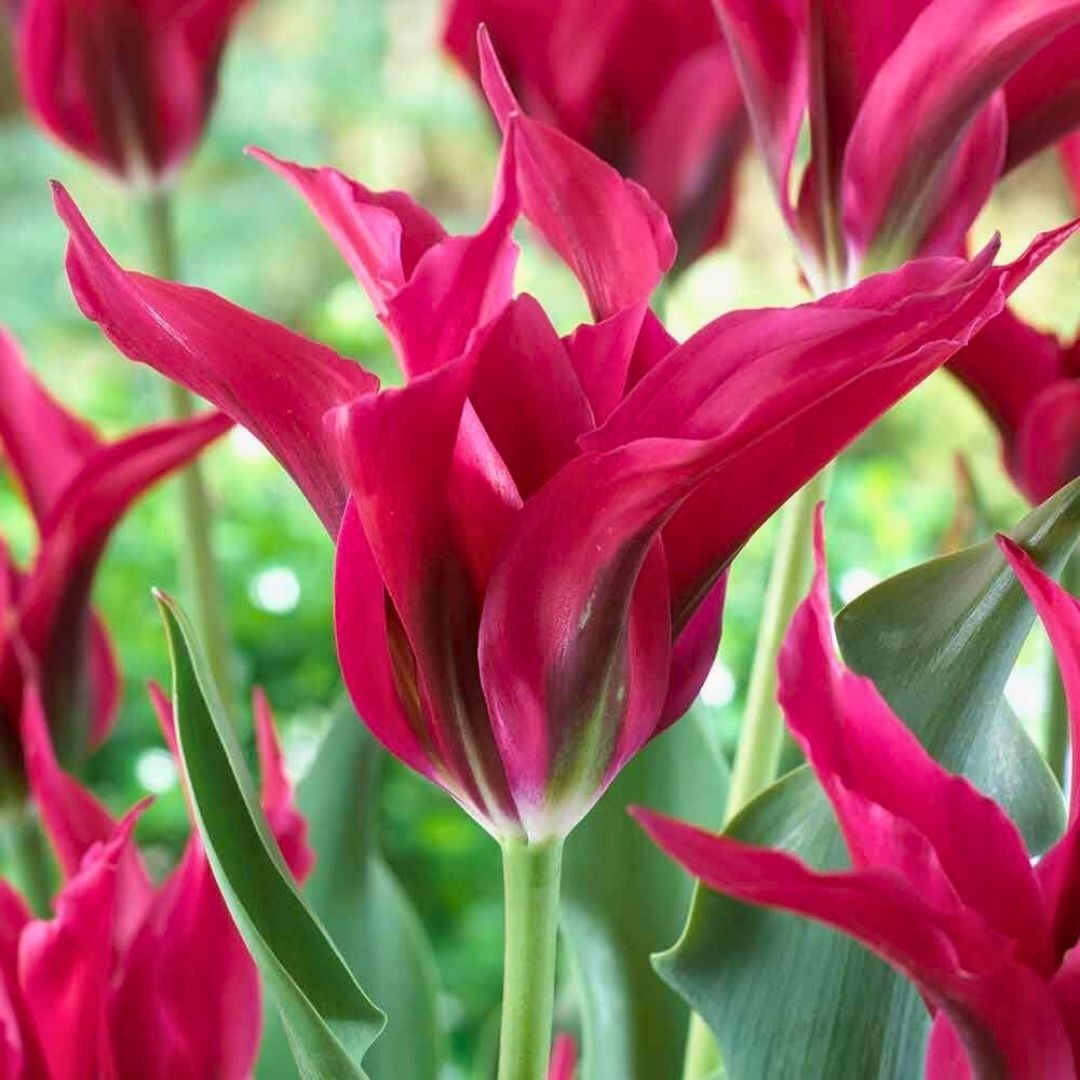 Dolls Minuet Lale Soğanı Tulipa