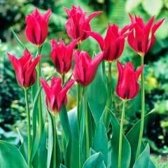 Dolls Minuet Lale Soğanı Tulipa