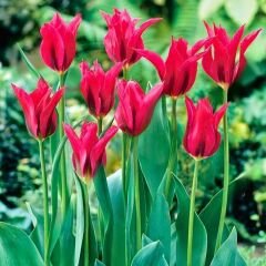 Dolls Minuet Lale Soğanı Tulipa