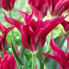 Dolls Minuet Lale Soğanı Tulipa